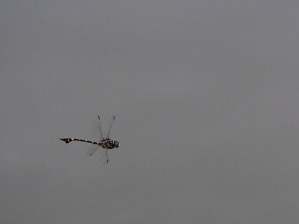 e0002314_2329429.jpg