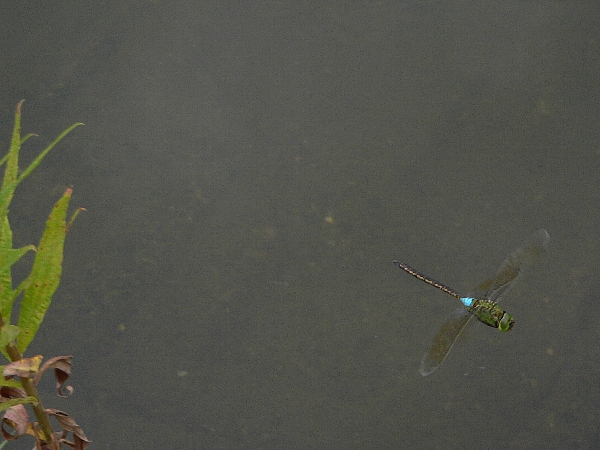 e0002314_2329543.jpg