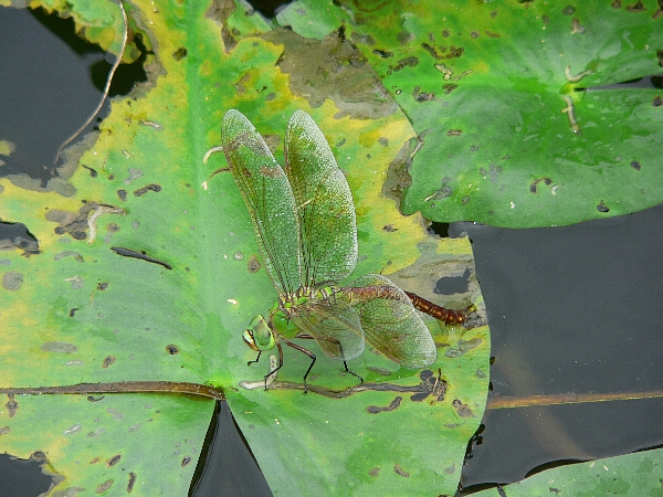 e0002314_2330159.jpg