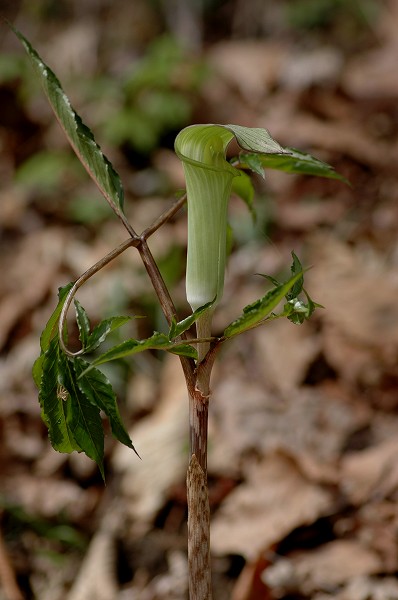 c0027027_2392461.jpg