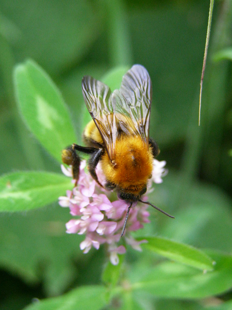 e0064158_158252.jpg