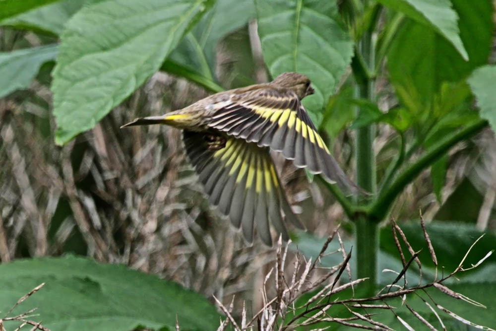 a0083081_16454429.jpg