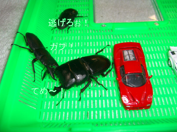 d0092388_14393970.jpg