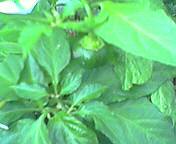 e0019188_1864245.jpg