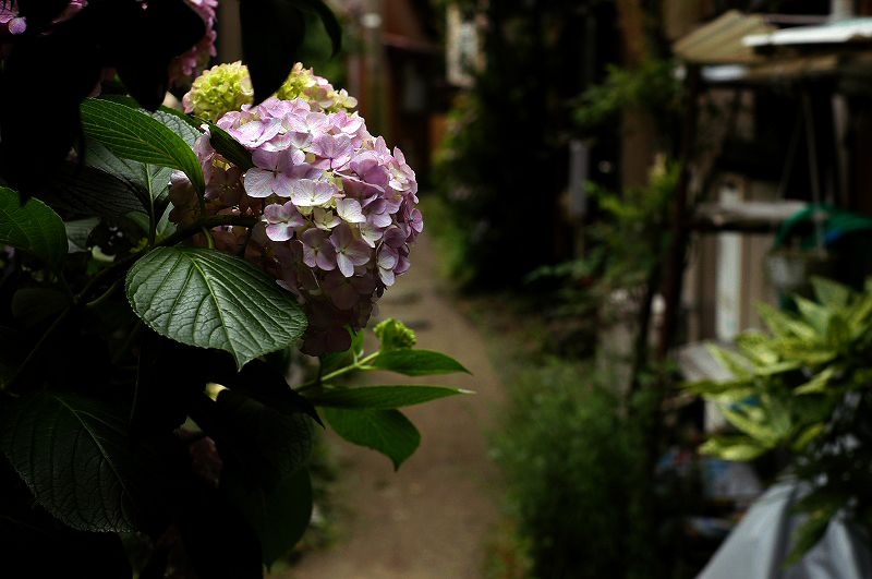 c0082800_16395799.jpg