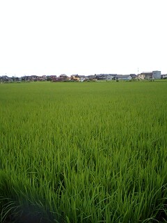 d0093903_23133230.jpg