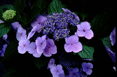 a0046429_2323826.jpg