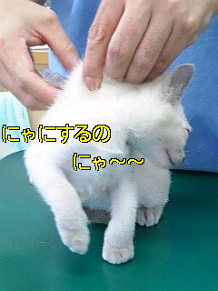 a0090729_20445545.jpg