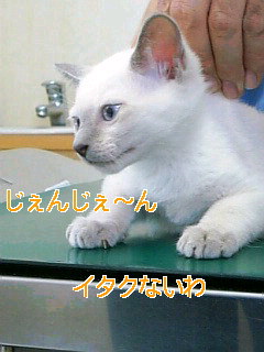 a0090729_20463175.jpg