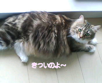 a0090729_21465682.jpg