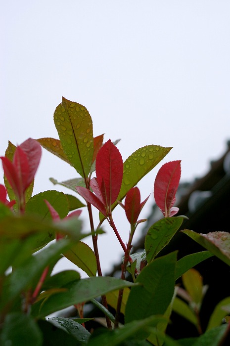 c0106831_1331361.jpg