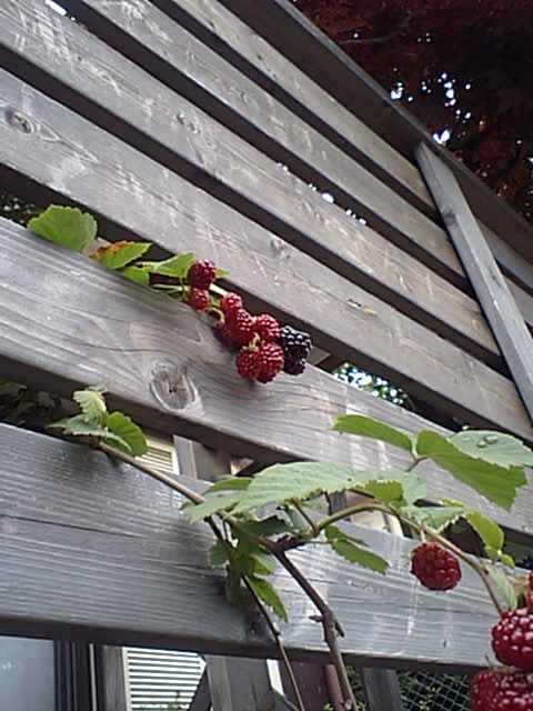 c0040244_10412458.jpg