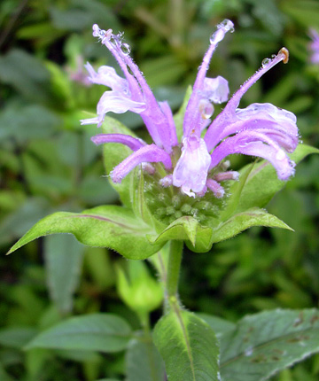 a0001354_21501976.jpg