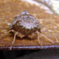 d0029958_1748837.jpg