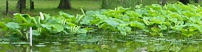 e0041168_9132925.jpg