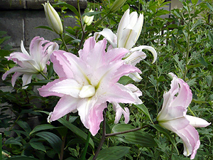 e0099905_21241296.jpg
