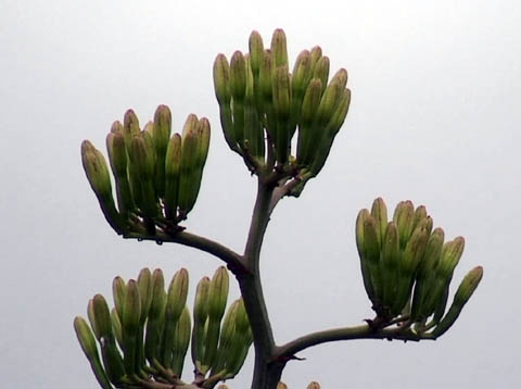 c0047906_102068.jpg