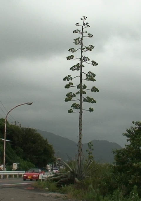 c0047906_950407.jpg