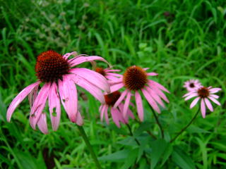 f0147025_1933649.jpg
