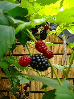 c0056437_7325417.jpg
