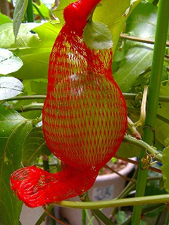 c0056437_7331224.jpg