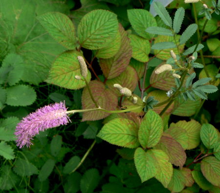 d0091754_122518.jpg