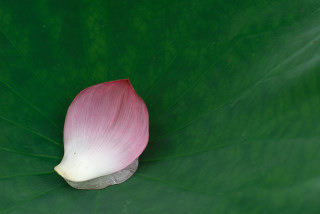 b0041767_65525.jpg
