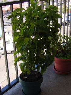 c0123668_98263.jpg
