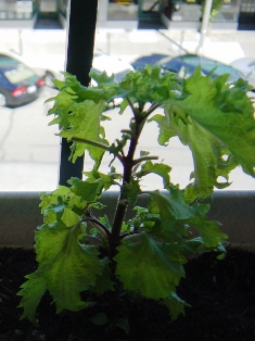 c0123668_991390.jpg
