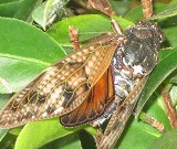 e0041168_15512525.jpg