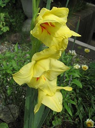 e0041168_1559030.jpg