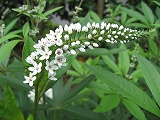 e0041168_160773.jpg