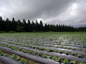 b0076710_1181470.jpg