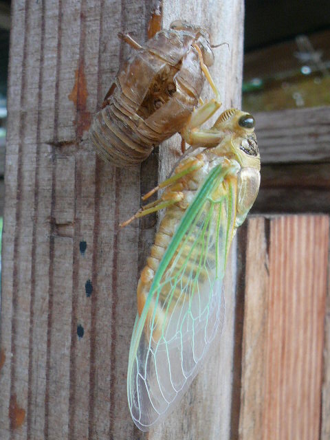 e0026017_1372727.jpg