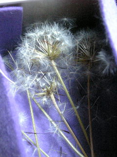 a0035518_23593524.jpg