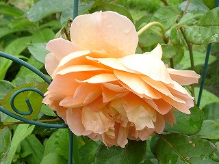 f0054421_21264249.jpg