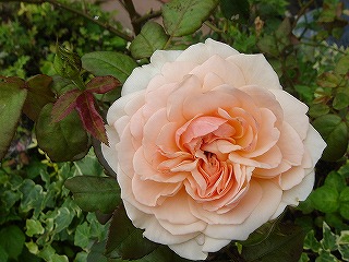 f0054421_21293178.jpg