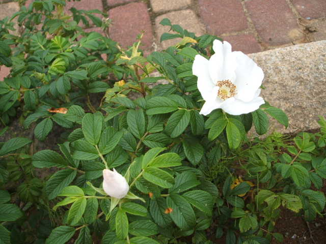 b0052523_7184070.jpg