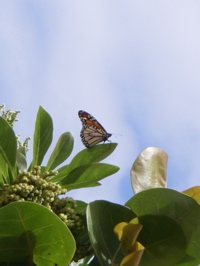 a0048361_3253862.jpg