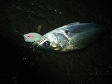f0069890_2432667.jpg