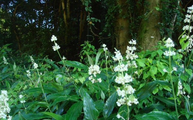 e0111793_13551573.jpg