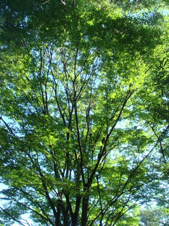 e0111793_13592815.jpg