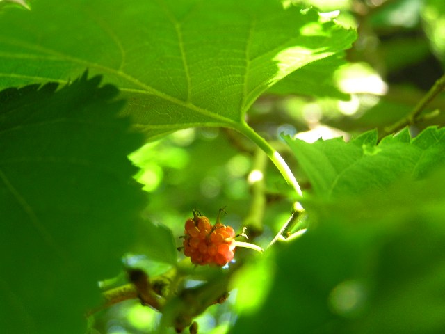 c0034595_11182488.jpg