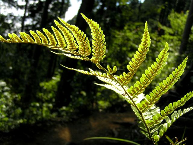 c0034595_1122873.jpg