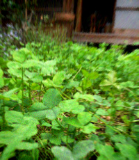 d0077603_1516116.jpg