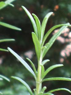c0098807_1541520.jpg