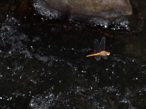 e0002314_22374749.jpg