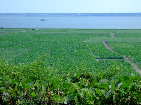 f0147025_2127490.jpg