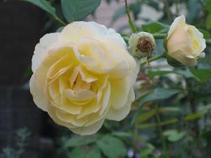 e0110038_20212050.jpg