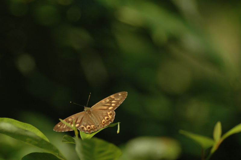 d0098057_8485165.jpg